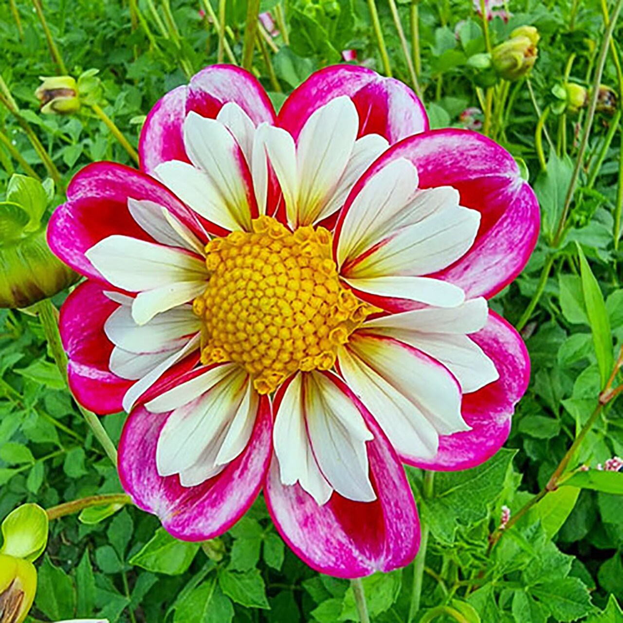Bumble Rumble Anemone Flowering Dahlia - 2 Top Size Root Clumps